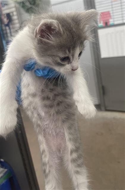 ABBIE - Domestic Short Hair available for adoption