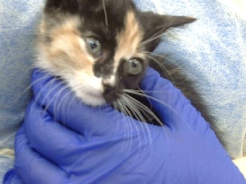 REGINA - Domestic Medium Hair available for adoption