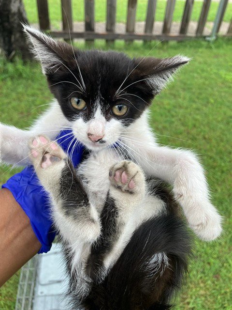 KIARA - Domestic Short Hair available for adoption