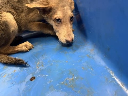 MONICA - German Shepherd Dog available for adoption