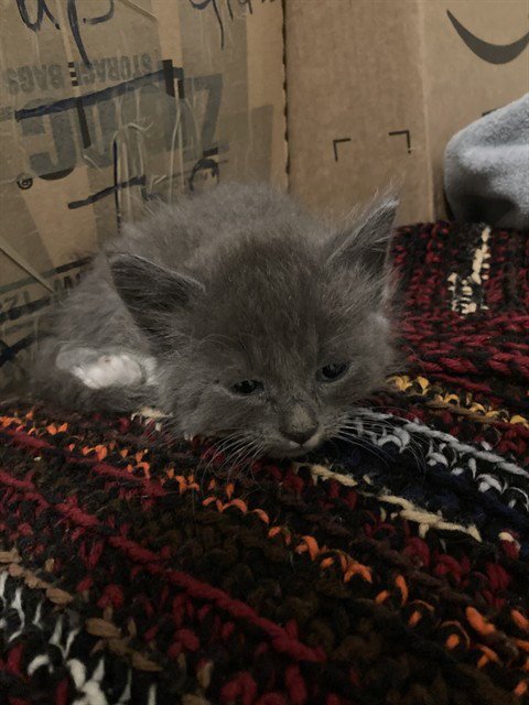 MITTENS Image