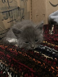 MITTENS - Photo 1