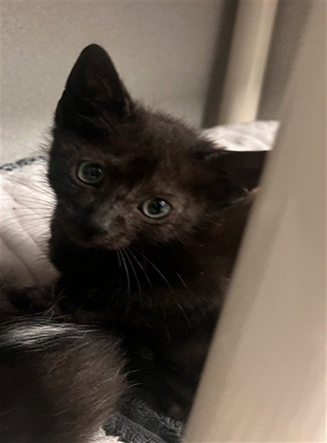 CASTRO - Domestic Short Hair available for adoption