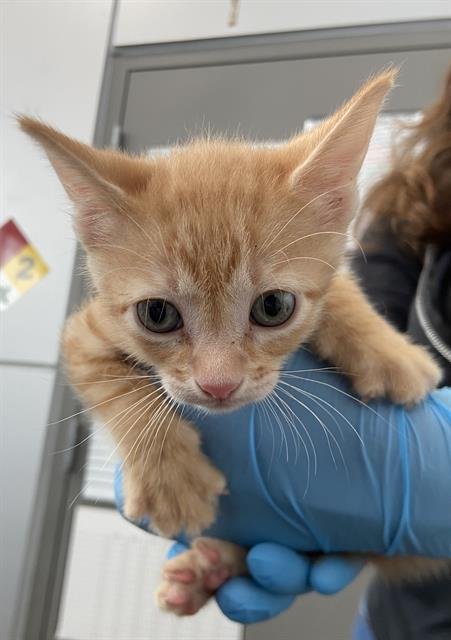 MARS - Domestic Short Hair available for adoption