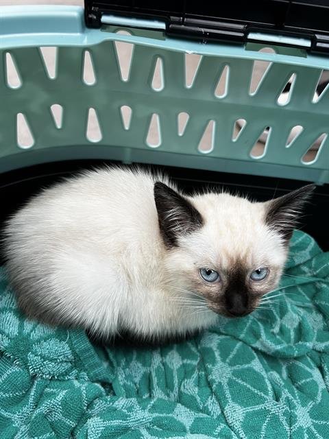 MAGNOLIA - Domestic Medium Hair available for adoption