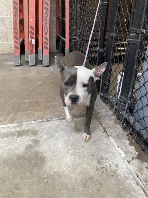 CAMRY - Pit Bull Terrier available for adoption