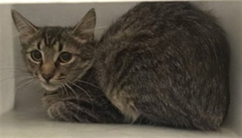 620 N MADISON 2 - Domestic Short Hair available for adoption