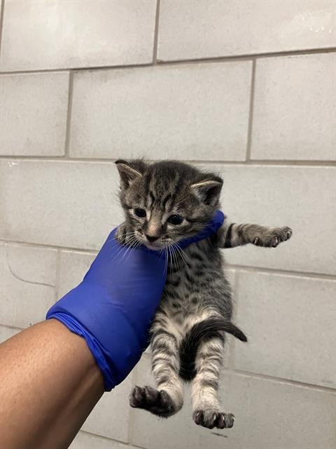 CUMIN - Domestic Short Hair available for adoption