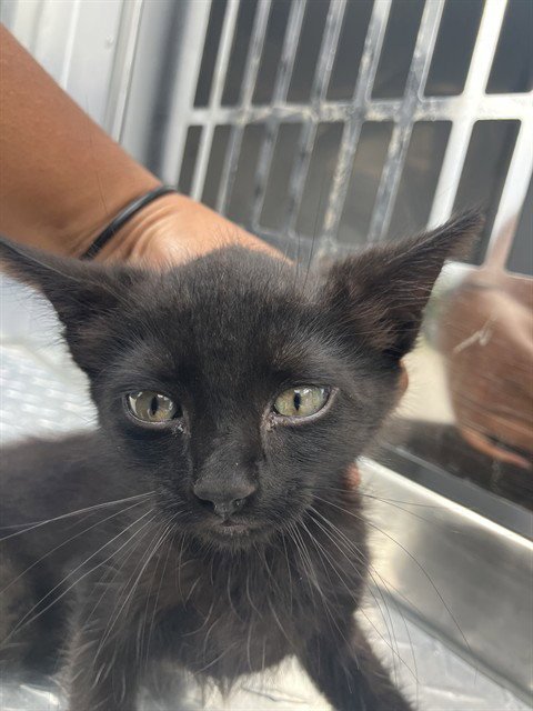 BOOKI - Domestic Short Hair available for adoption