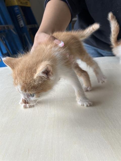 SIMONE - Domestic Short Hair available for adoption