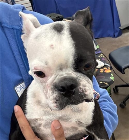 ARYA - Boston Terrier available for adoption