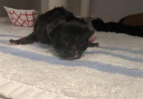 SOLOMON - Domestic Short Hair available for adoption