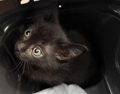 FREDDIE MACK - Domestic Short Hair available for adoption
