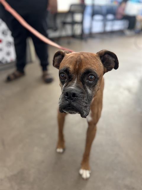 LUCAS - Boxer available for adoption