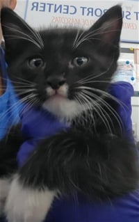 SIMBA - Photo 1