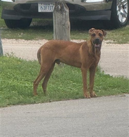 BOB - Rhodesian Ridgeback available for adoption