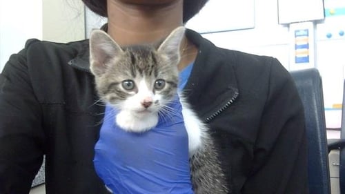 MICKEY - Domestic Short Hair available for adoption