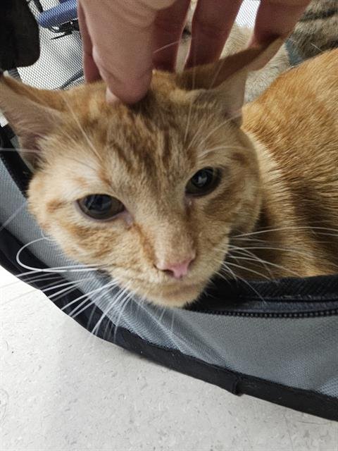 SATSUMA - Domestic Short Hair available for adoption
