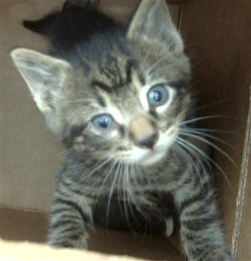 MILES - Domestic Medium Hair available for adoption