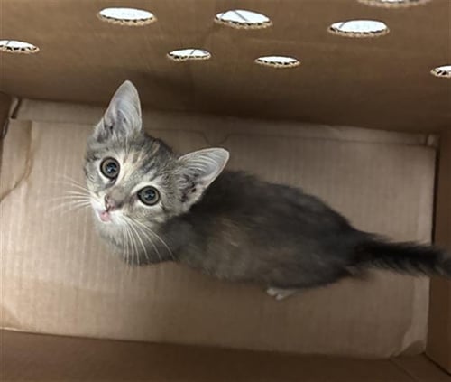 SUSHI - Domestic Short Hair available for adoption