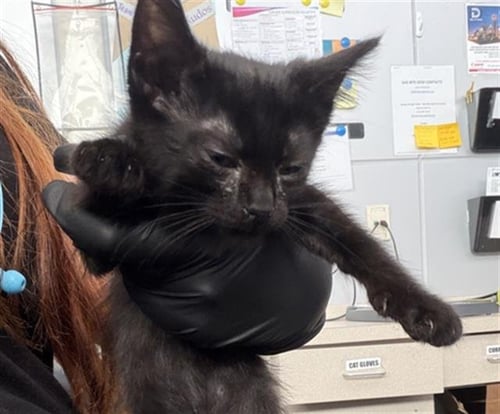 BARNEY - Domestic Short Hair available for adoption