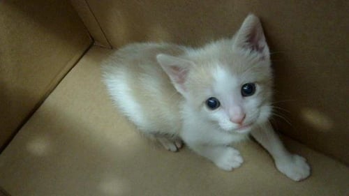 SHAWN - Domestic Short Hair available for adoption