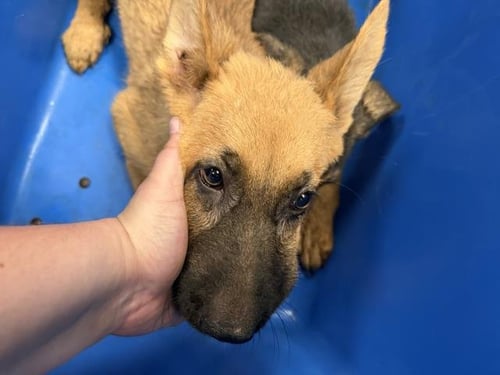 LOLA - German Shepherd Dog available for adoption
