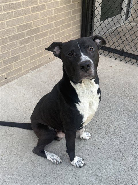 BELTO - Pit Bull Terrier for adoption in Irving
