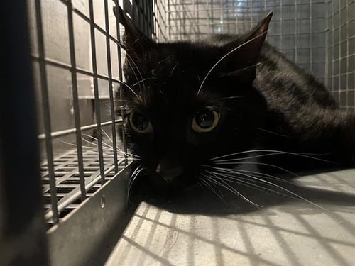 MONG-TWO - Domestic Short Hair available for adoption