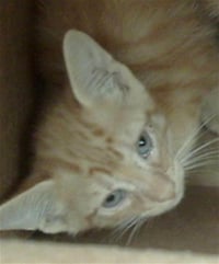 HUNTER - Photo 1
