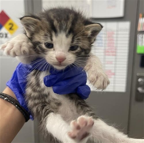 JEWEL - Domestic Short Hair available for adoption