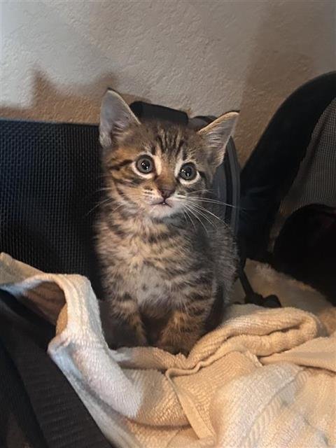 MORGAN - Domestic Short Hair available for adoption