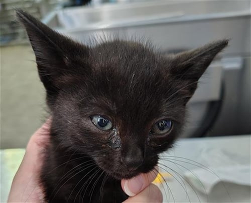 ONYX - Domestic Short Hair available for adoption