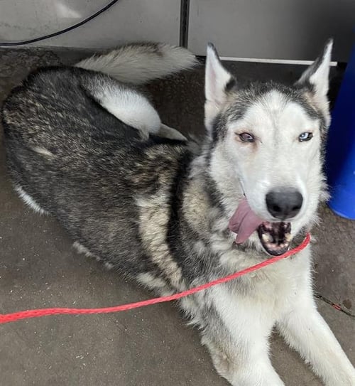 LOKI - Siberian Husky available for adoption