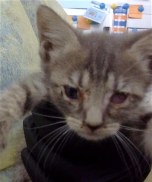 MARIA - Domestic Medium Hair available for adoption