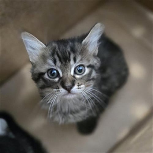 SEAWEED - Domestic Medium Hair available for adoption