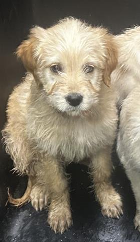 ANGLE - Labrador Retriever available for adoption