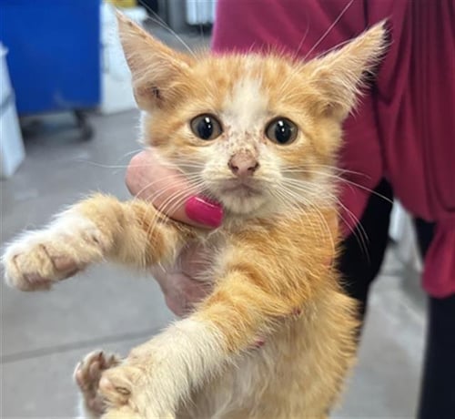ANIKAN - Domestic Short Hair available for adoption