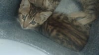 REMY - Photo 1