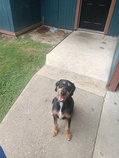 SNOOP - Schnauzer available for adoption