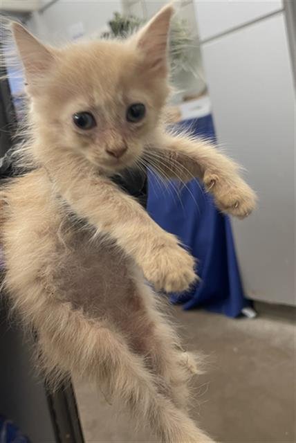 ORIS - Domestic Short Hair available for adoption