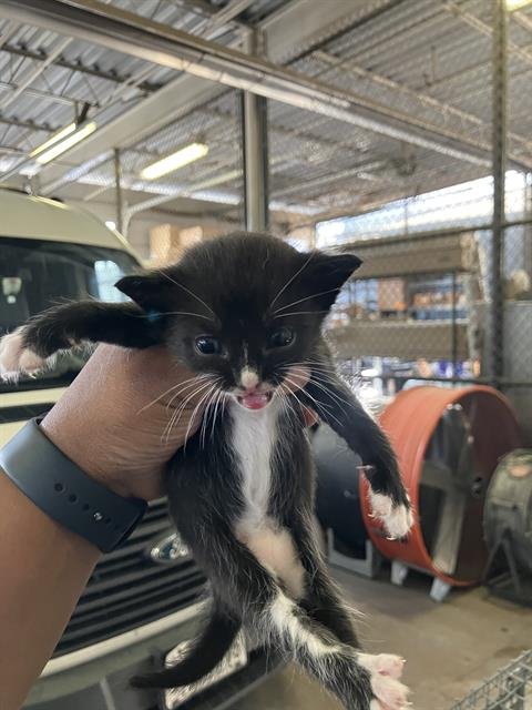 PIPER Image