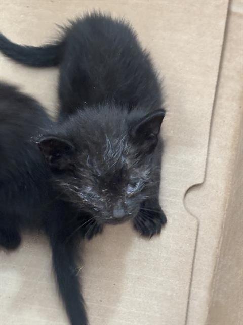 SHADOW - Domestic Short Hair available for adoption