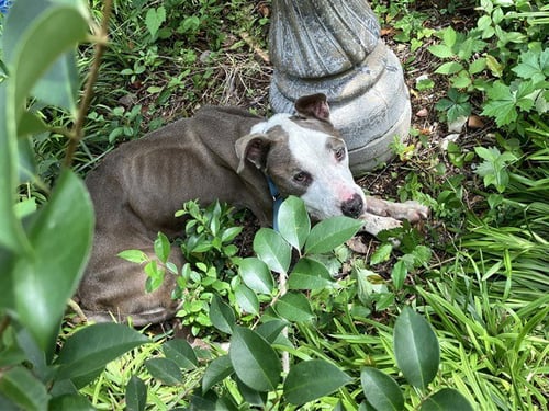 BAJAN - Pit Bull Terrier available for adoption