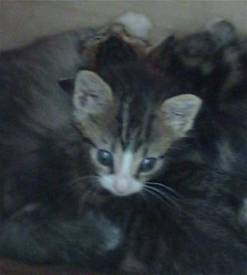 TACO - Domestic Medium Hair available for adoption