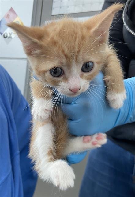 JUPITER - Domestic Short Hair available for adoption