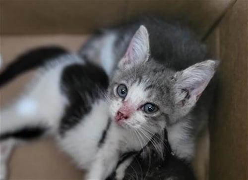 POTATO - Domestic Medium Hair available for adoption