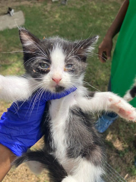KEROPPI - Domestic Short Hair available for adoption
