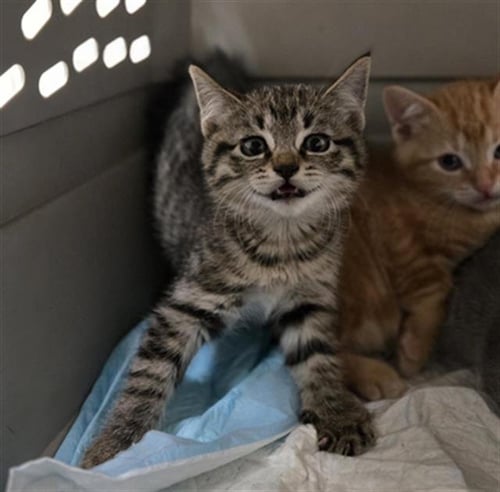 FUJI - Domestic Short Hair available for adoption