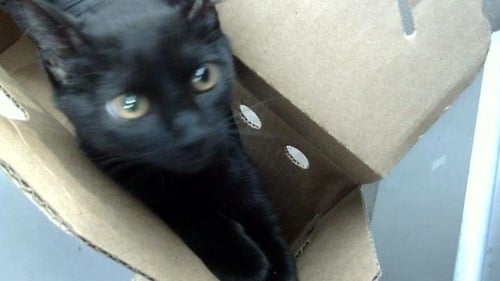 DAHLIA - Domestic Long Hair available for adoption